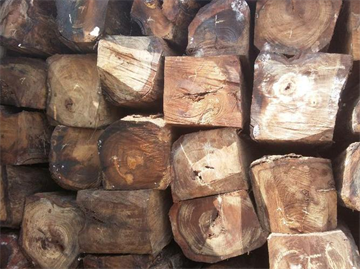 Phân biệt các loại gỗ tự nhiên