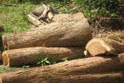 Một số thông tin về gỗ Trắc